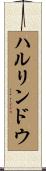 ハルリンドウ Scroll