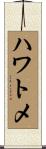 ハワトメ Scroll