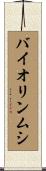 バイオリンムシ Scroll