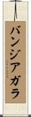 バンジアガラ Scroll