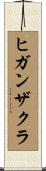ヒガンザクラ Scroll