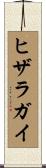 ヒザラガイ Scroll