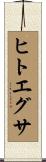 ヒトエグサ Scroll