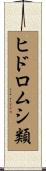 ヒドロムシ類 Scroll