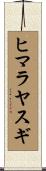 ヒマラヤスギ Scroll