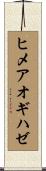 ヒメアオギハゼ Scroll