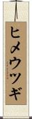 ヒメウツギ Scroll