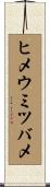ヒメウミツバメ Scroll
