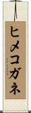 ヒメコガネ Scroll