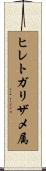 ヒレトガリザメ属 Scroll
