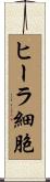 ヒーラ細胞 Scroll