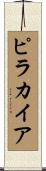 ピラカイア Scroll