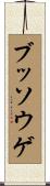 ブッソウゲ Scroll