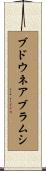 ブドウネアブラムシ Scroll