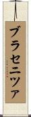 ブラセニツァ Scroll