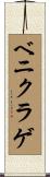 ベニクラゲ Scroll