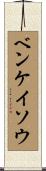 ベンケイソウ Scroll