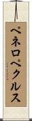ペネロペクルス Scroll