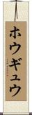 ホウギュウ Scroll