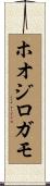 ホオジロガモ Scroll