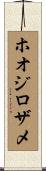 ホオジロザメ Scroll