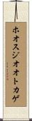 ホオスジオオトカゲ Scroll