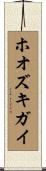 ホオズキガイ Scroll
