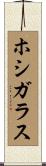 ホシガラス Scroll