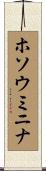 ホソウミニナ Scroll