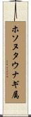 ホソヌタウナギ属 Scroll