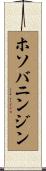 ホソバニンジン Scroll