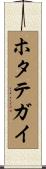 ホタテガイ Scroll