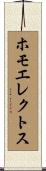 ホモエレクトス Scroll