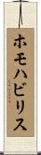ホモ・ハビリス Scroll