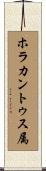 ホラカントゥス属 Scroll