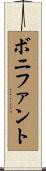 ボニファント Scroll