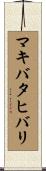 マキバタヒバリ Scroll