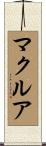 マクルア Scroll