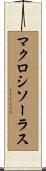 マクロシソーラス Scroll