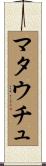 マタウチュ Scroll