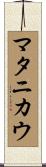 マタニカウ Scroll
