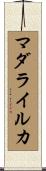 マダライルカ Scroll