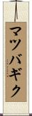 マツバギク Scroll