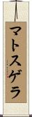 マトスゲラ Scroll