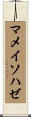 マメイソハゼ Scroll