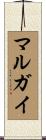 マルガイ Scroll