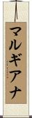 マルギアナ Scroll