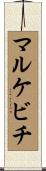 マルケビチ Scroll