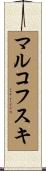 マルコフスキ Scroll