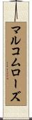 マルコムローズ Scroll